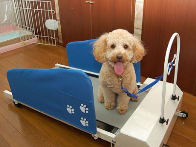 doggy-treadmill